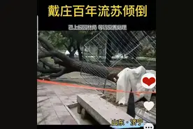 痛心！济宁戴庄三百年流苏树倾倒，“六月飞雪”盛景能否重现图片