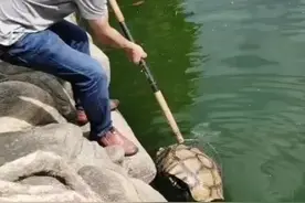 重约37斤！人工湖放生的苏卡达陆龟被捕捞上岸，龟壳开裂，有血迹图片