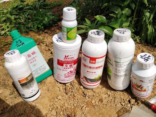 赤霉素使用不当会出现粗皮果，卖价比别人低1块，保果需科学使用