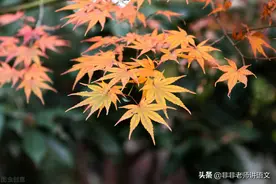 江苏省淮安市三校2021-2022学年高三10月联考语文试题及参考答案图片