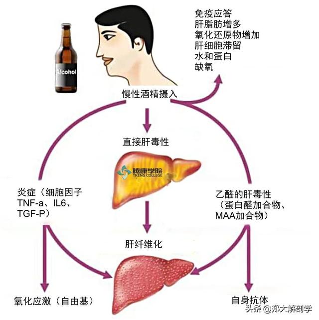 肝脏主要功能及损伤表现