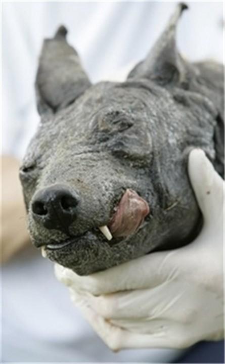 吸血怪兽卓柏卡布拉(吸血怪兽卓柏卡布拉真的存在吗)-第11张图片