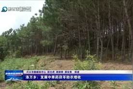 洛万乡：发展中草药茯苓助农增收图片
