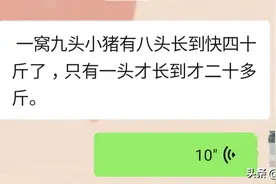 小金猪长不大，急坏养猪人，简单一招解决它!图片