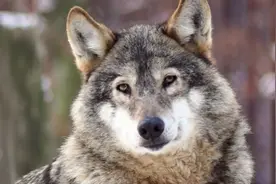 它为保护仇敌的后代浴血战死，黄石公园里惊心动魄的狼族传奇图片