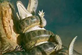 比13米帝鳄更长的泰坦巨蟒，是地球上最长的生物吗？图片