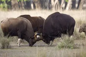 云南野外惊现濒危“牛魔王”，比大熊猫还稀有，我国只有200头图片