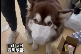 防疫小能手丨 疫情防控，狗狗戴上口罩“积极响应”图片