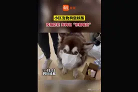 防疫小能手丨 疫情防控，狗狗戴上口罩“积极响应”图片