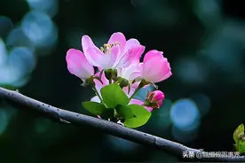 实拍17张海棠花照片，用深色背景来表现，视觉效果是否更好？图片