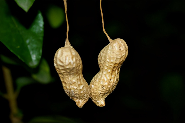 你真的知道花生的“秘密”吗？