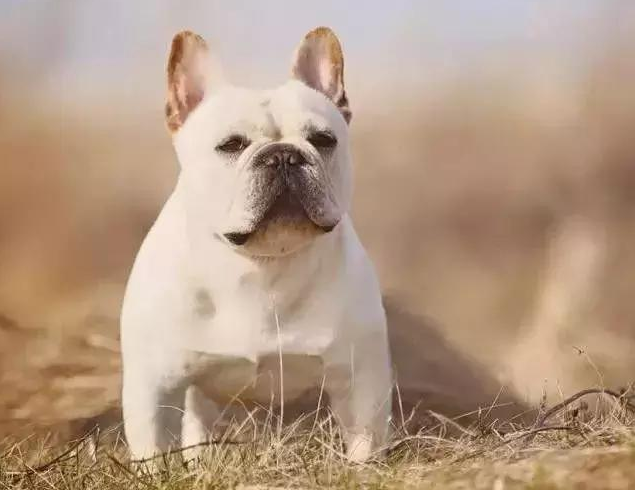 法斗价格多少钱一只 2026年法斗一般价格