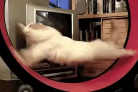 猫的反应速度能有多快？欺负狗子、抓小鸟都是基础操作图片