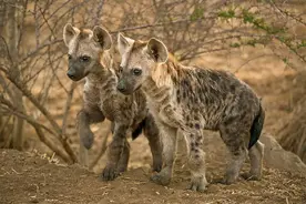 鬣狗为啥那么喜欢“掏肛”？在野外遇见鬣狗，捡石头打它管用吗？图片