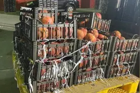 常被用于贩毒活动 沙特将禁止黎巴嫩水果和蔬菜入境图片