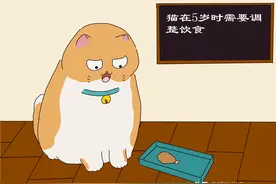 猫在5岁时铲屎官需要帮猫调整饮食图片