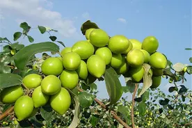 毛叶枣的栽培要点，土肥水管理，以及授粉管理都来学学吧图片