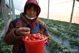 农村拍照，500元买大姐6桶草莓，车子刚启动被她丈夫拦下图片