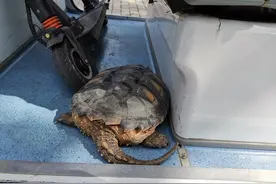 江边路上趴着大乌龟，专家：是鳄龟，属外来物种，千万别往江里放图片