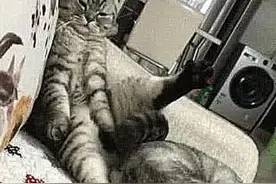 公猫害怕压疼媳妇，把脚悬空撑着，疼得发抖不敢放，模仿丈夫图片