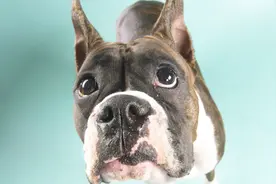 狗狗到底多喜欢球球？狗狗自认为玩捡球是第一，人都感叹了！