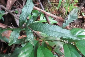 这种植物毒蛇见到它就会躲着走，是真的？老农带你了解它的珍贵图片
