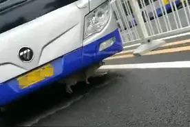 石景山实兴北街有流浪狗出没 女子躲狗摔掉四颗牙图片