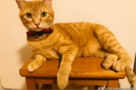 脾气火爆的橘猫，谁轻轻碰一下都会被咬，小女孩却可以捏它耳朵图片