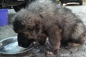 战斗民族俄罗斯的土狗长啥样？战狼赶熊，成年还能当马骑图片
