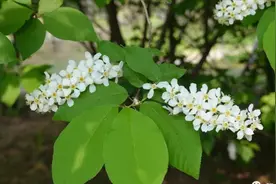 怕麻烦是记忆单词的最大障碍，高中英语必备3500单词-4我拆你看图片