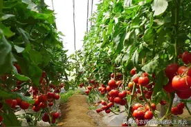 冬季西红柿怎么管理，果子好看产量高？菜农朋友来看看了图片