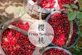 我带着你，你带着嘴，一起去延庆区里炮村吃樱桃~图片