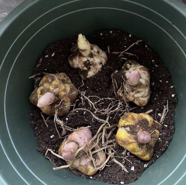 什么花出胶 2025年请问什么花