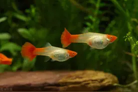 老鱼友都在说“养鱼先养水”，为什么要养水？应该如何养水？图片