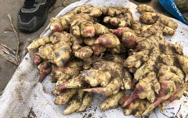 吃不完的生姜切记不要放冰箱，菜农教我土方法，放1年照样新鲜