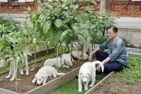 韩国一年吃掉200万条狗却要禁吃狗肉：不是爱动物，而是讨好西方图片