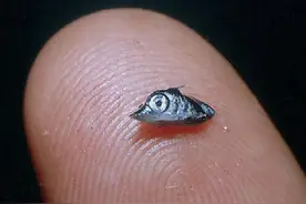 刺穿潜艇，敢和人类硬刚！从米粒般暴长一万倍，旗鱼是怎么做到的图片