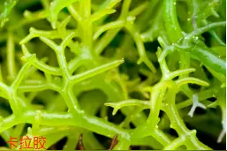 二十余载品质相守，喜之郎铸就果冻行业知名品牌图片