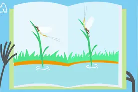 蜉蝣只能活一天吗？