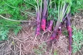 阳台养这4种紫色蔬菜，越吃越健康图片