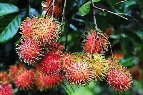 海南的水果上市时间表你知道有什么水果吗？