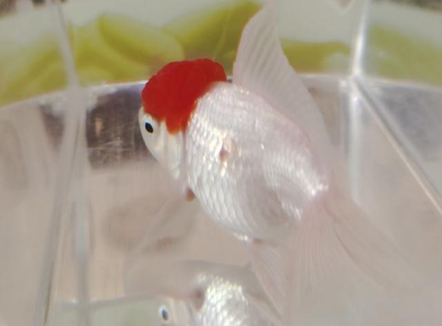 金鱼外伤鱼鳞有出血现象
