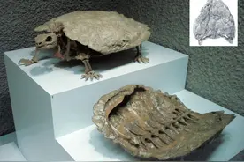 进化论的终极BUG：乌龟，是如何成了科学家们的“噩梦”的？图片