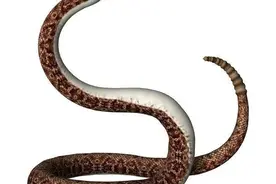 世界之最：世界上最奇特的蛇图片