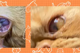 加菲猫角膜腐骨、角膜糜烂的治疗图片