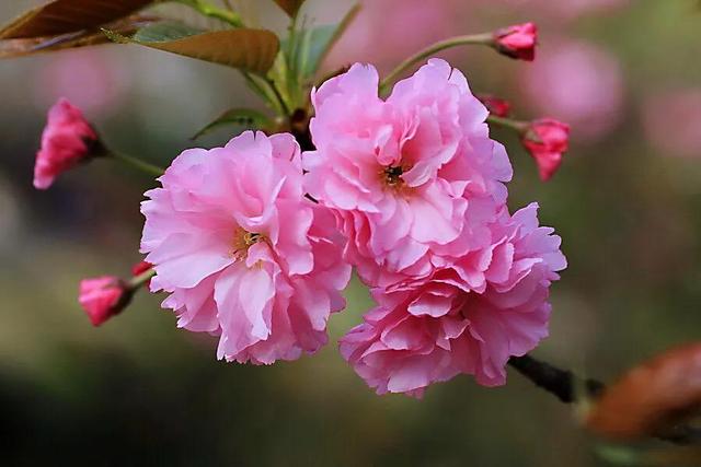 樱花和樱桃的区别是什么（樱花和樱桃花的区别）