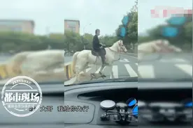 好家伙！男子骑马上街遛狗，拉风又潇洒，律师：有违法风险图片