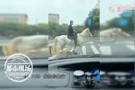 好家伙！男子骑马上街遛狗，拉风又潇洒，律师：有违法风险图片