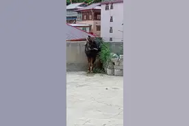 四川一楼顶空降神秘动物四不像，它是怎么上去的？难道真的会飞？图片