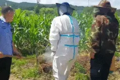 田间遭遇大黄蜂，一名农妇被蛰身亡图片